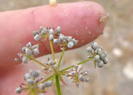 Image result for Berula erecta