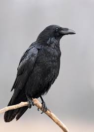 September Bird Of The Month What Does Your Bird Month Reveal About Who You Truly Are Black Bird Birds Beautiful Birds