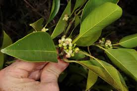 Image result for Clusiaceae