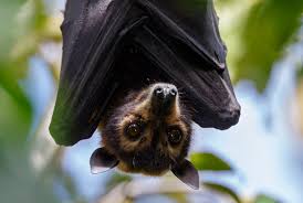 6 1 introduction the spectacled flying fox is a placental and are distinguished from other mammals in that the foetus is nourished during gestation via a placenta in the uterus. Spectacled Flying Foxes Pteropus Conspicillatus The Clean Air And Urban Landscapes Hub