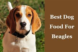 You need to find the best dog food for beagles for these cuties because they are prone to certain health conditions and need the right nutrition to whether you already have one or not, it is important to consider which is the best dog food for them. Best Dog Food For Beagles 2020 For Puppy Adult Senior