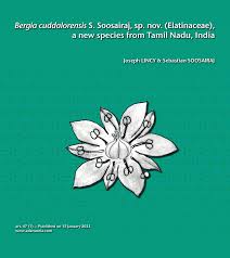 Image result for Bergia polyantha