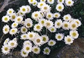 Image result for Helichrysum keilii