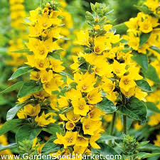 You could normally see them bloom during june to september. Dotted Loosestrife Large Yellow Loosestrife Spotted Loosestrife 900 Seeds Garden Seeds Market Free Shipping