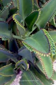 Kalanchoe Daigremontiana Mother Of Thousands Daigremontiana Kalanchoe Mother Thousands Unique Plants Unusual Plants Plants