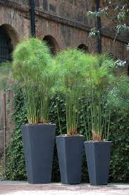 Sichtschutz Pflanzkubel Sichtschutze Konnen Auch Dekorativ Sein Pflanzen Garten Pflanzen Garten Landschaftsbau