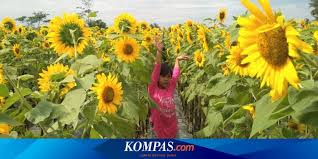 Bunga matahari tumbuh di lahan seluas 900 meter persegi. Taman Dewari Spot Selfie Dengan Hamparan Bunga Matahari Nan Cantik Halaman All Kompas Com