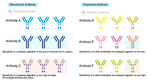 A monoclonal antibody (mab or moab) is an antibody made by cloning a unique white blood cell. How To Generate Antibodies Mbl Life Sience Asia