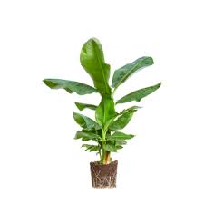 Image result for Musa Cavendish