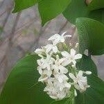 Image result for Holarrhena floribunda