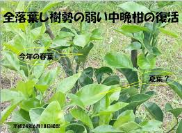 冬 強烈な北西の風で落葉したみかん再生 萩の魅力は夏みかん