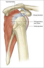 The long head biceps tendon travels through the shoulder joint making it more prone to injury such as a partial tear, rupture. Shoulder 1 Supraspinatus Tendon Radiology Key