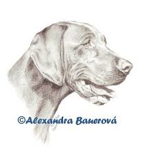 Image result for maďarský krátkosrstý ohař