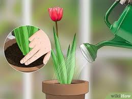 Do you live in a very cold climate? How To Grow Tulips In Pots With Pictures Wikihow
