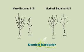 Çok önemlidir.verimi düşene ağaçlarda verim arttırıcıdır. Meyve Agaci Budama Resimli Anlatim Demirel Kardesler Fidancilik