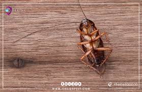 صراصير الخشب الصغيرة