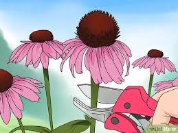 Learning how to deadhead flowers is essential if you want a pretty flower garden full of beautiful blooms that grow in an orderly fashion. 3 Ways To Prune Coneflowers Wikihow