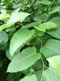 De plant vormt stevige wortelstokken. Japanse Duizendknoop Sachalinse Duizendknoop En Boheemse Duizendknoop Ecopedia
