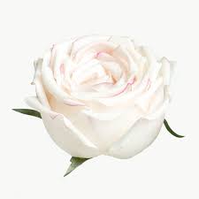 White Rose Flower Transparent Png Free Image By Rawpixel Com Teddy Rawpixel White Rose Flower White Roses Background Yellow Rose Flower