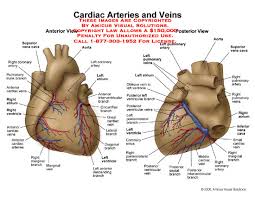 The blood vessels are the components of the circulatory system that transport blood throughout the human body. Blood Vessels Labeled On Heart Blood Vessels Circulatory Anatomy Check Spelling Or Type A New Query Margery Almond