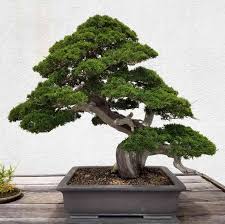 As it turns out, watering a tree that's confined to a small container isn't as straightforward as you may think. 9 Trees That Make Good Bonsai Specimens