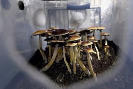 Humidify the fruiting chamber by filling it with perlite which was soaked in a bowl of cool water for 5 to 10 minutes. How Magic Mushrooms Caused A Snag In Nj S Marijuana Legalization The New York Times