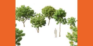 Image result for Caesalpinia ferrea