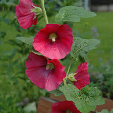 Image result for Alcea rosea