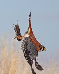 Birds Of Prey Animals Pin By Archimood On Birds Birds Of Prey Birds Raptors Bird