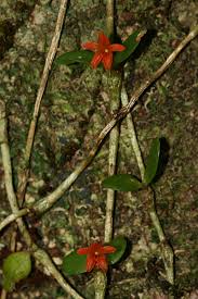 Image result for Stolzia repens