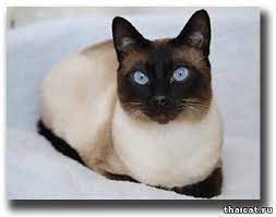 pin na doske idei dlya doma