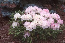 Rhododendron Ken Janeck Oregon State Univ Landscape Plants Plants Front Yard Plants Landscaping Plants