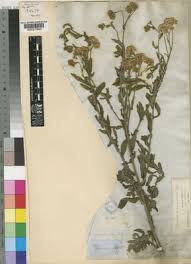 Image result for Nidorella auriculata