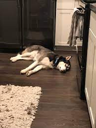 Anyone Else S Husky Sleep All The Time Siberianhusky