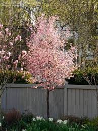 Maybe you would like to learn more about one of these? Plantfiles Pictures Flowering Cherry Okame Prunus 7 By Tristramuk Small Trees For Garden Cherry Trees Garden Flowering Cherry Tree