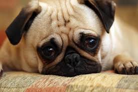 Colombo, video games & consoles. Pugs Sri Lanka Home Facebook