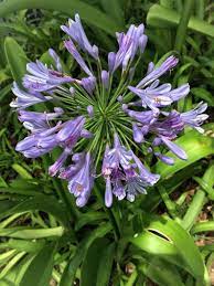 Agapanthus Plant Varieties Care Garden Design
