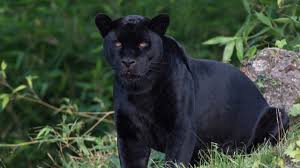 The term black panther is an umbrella term that refers to the 14 species of wildcat that can have melanism. Extinct Black Panther Rediscovered In Sri Lanka Totally Vegan Buzz