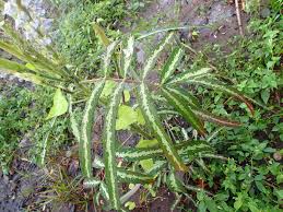 Image result for Uraria picta