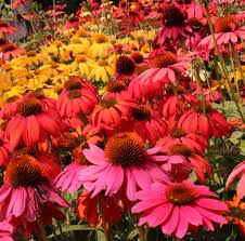 Add this colorful plant collection to your yard or place them in pots on the patio for pops of pink. Cottage Farms Direct Perennials Cheyenne Spirit Coneflower 3pc