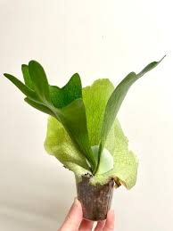 Image result for Platycerium elephantotis