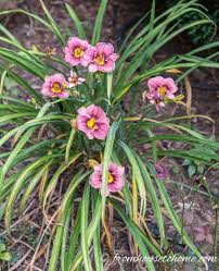 What are the best flowers to attract hummingbirds. Hummingbird Plants 25 Of The Best Flowers That Attract Hummingbirds Gardening From House To Home Hummingbird Plants Flowers That Attract Hummingbirds How To Attract Hummingbirds