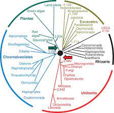 Check spelling or type a new query. The Origin And Early Evolution Of Eukaryotes In The Light Of Phylogenomics Genome Biology Full Text