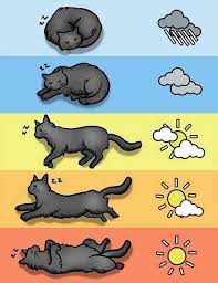 How Cat Sleeping Positions Forecast The Weather Cat Language Cat Behavior Crazy Cats