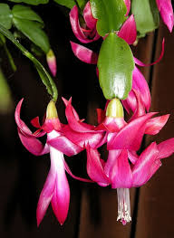 Take a look at the rounder leaf segments with no points on the christmas cactus below. Pin By Elisabeth Hofer On Gardens Christmas Cactus Christmas Cactus Plant Christmas Cactus Care