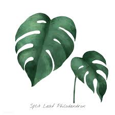 Split Leaf Philodendron Isolated On White Background Philodendron Watercolor Plants Leaf Illustration