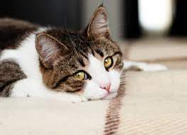 How To Relieve Cat Stomach Issues Petmd