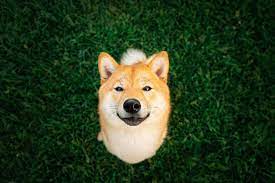 Missed Out On Shiba Inu 3 Unstoppable Cryptocurrencies To Buy Instead The Motley Fool