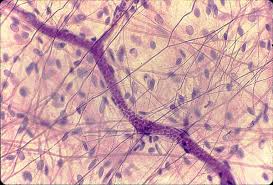 This manipulation led to gfp+ cells in the mesothelium, but again we did not identify any mature gfp+ adipocytes in the grown offspring (fig. Histology At Siu
