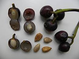 Mudas Frutíferas (Nativas e Exóticas) - Frutabella